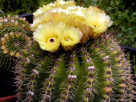 Notocactus allosiphon